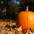 Pumpkin for Horses